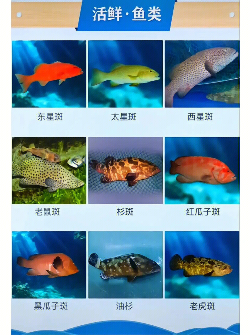 海鲜种类名称图片大全图片