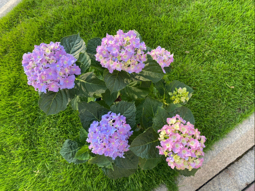 细高跟绣球花优缺点图片