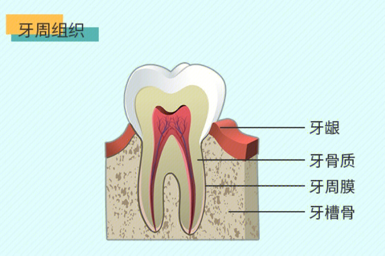 牙龈炎和牙周炎一字之差区别在哪