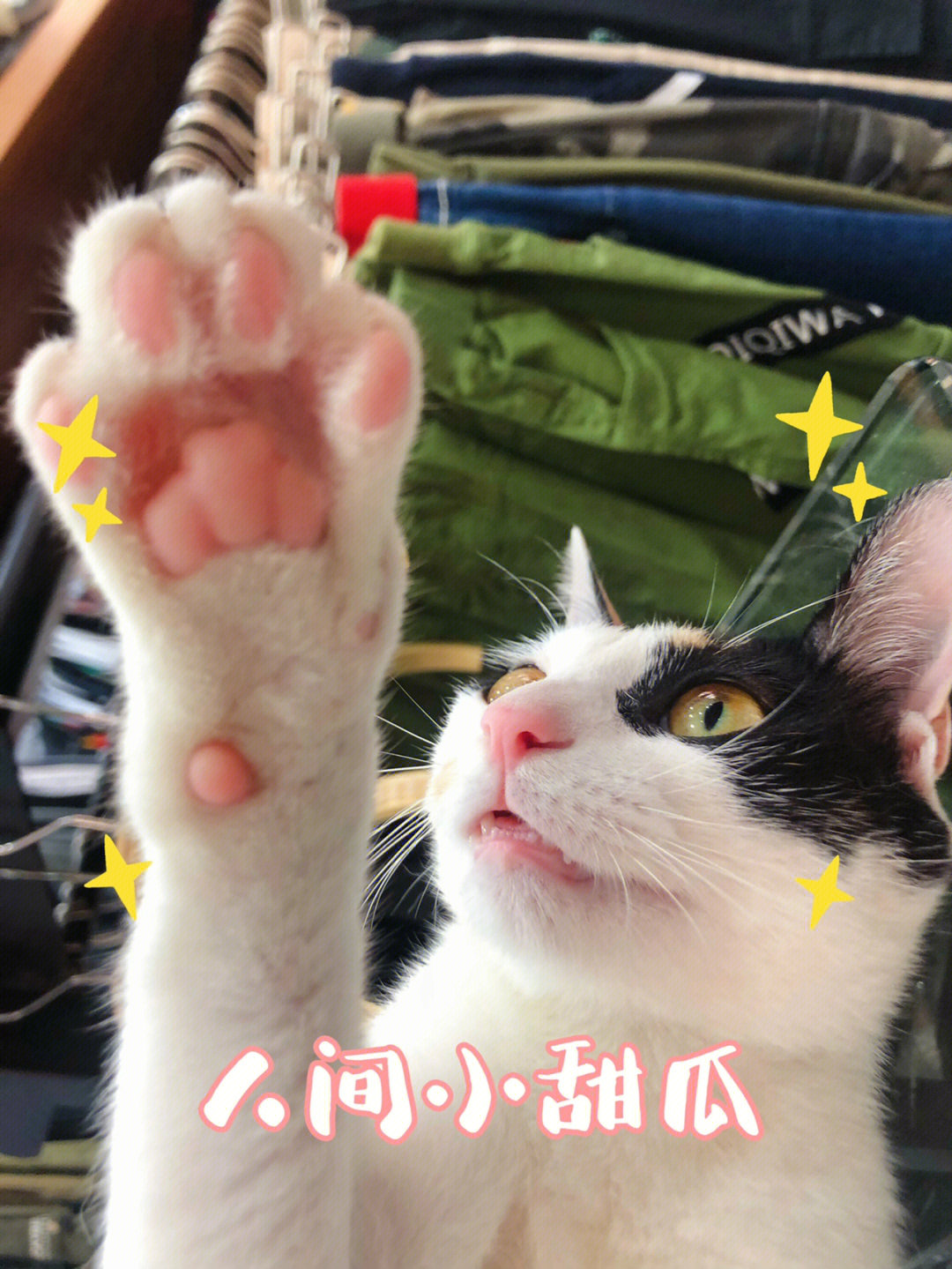 猫咪肉垫一半黑一半粉图片