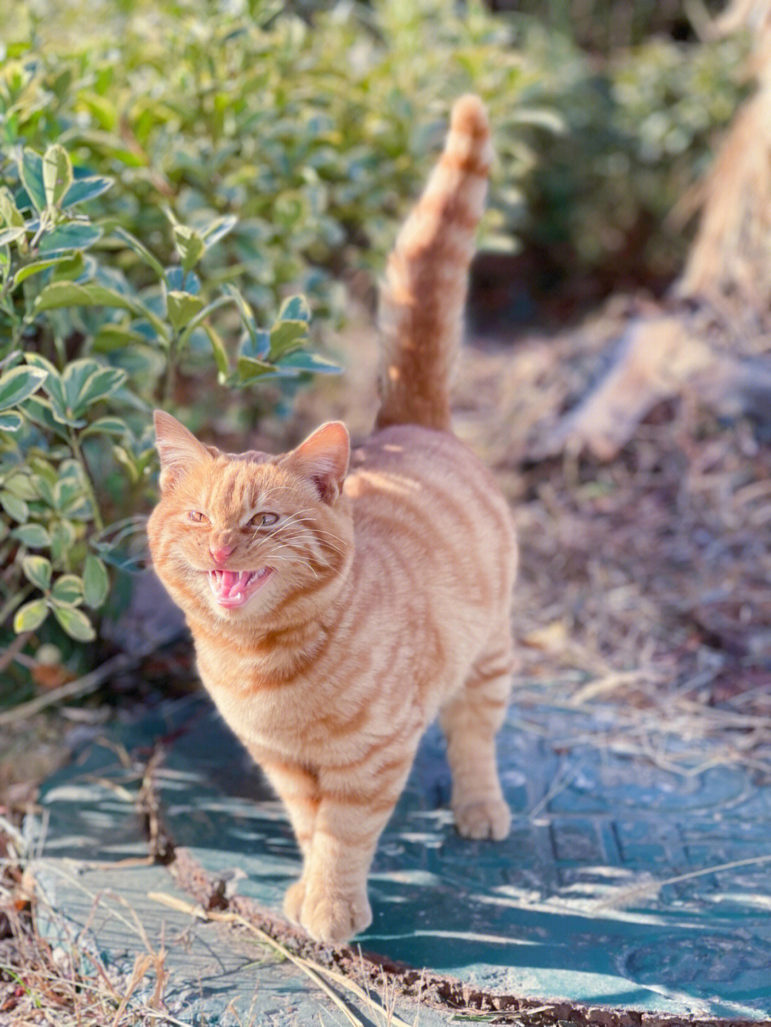 好可爱的小野猫