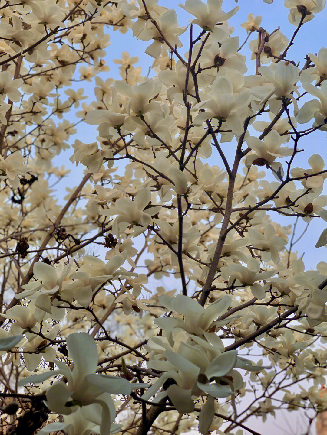 春花烂漫白玉兰