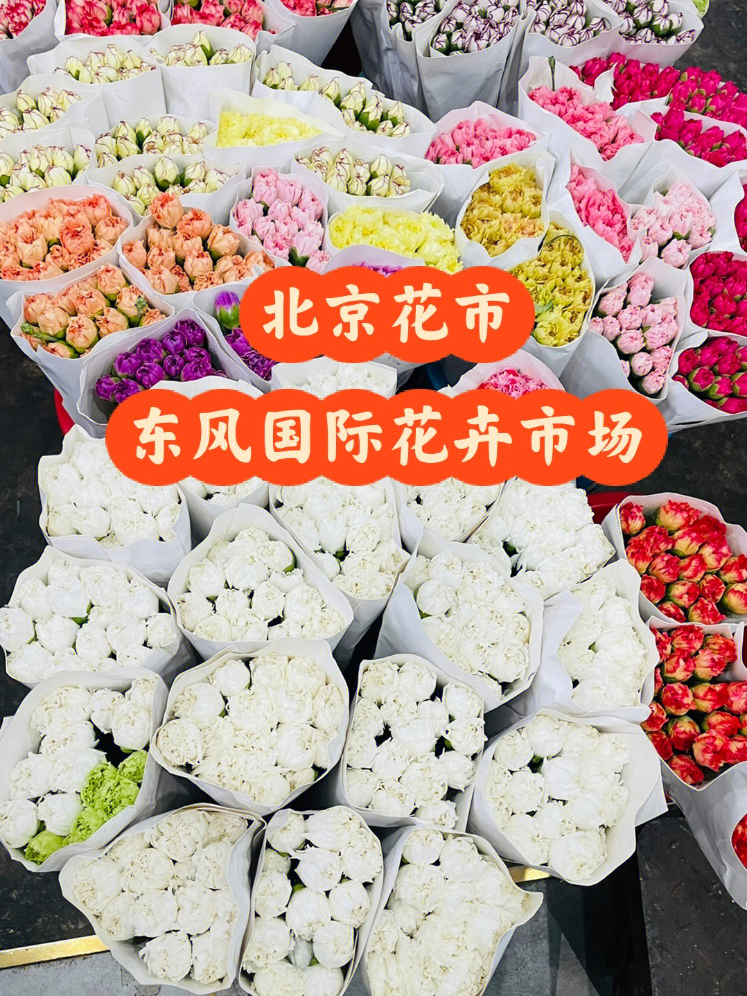 北京最好逛的花市