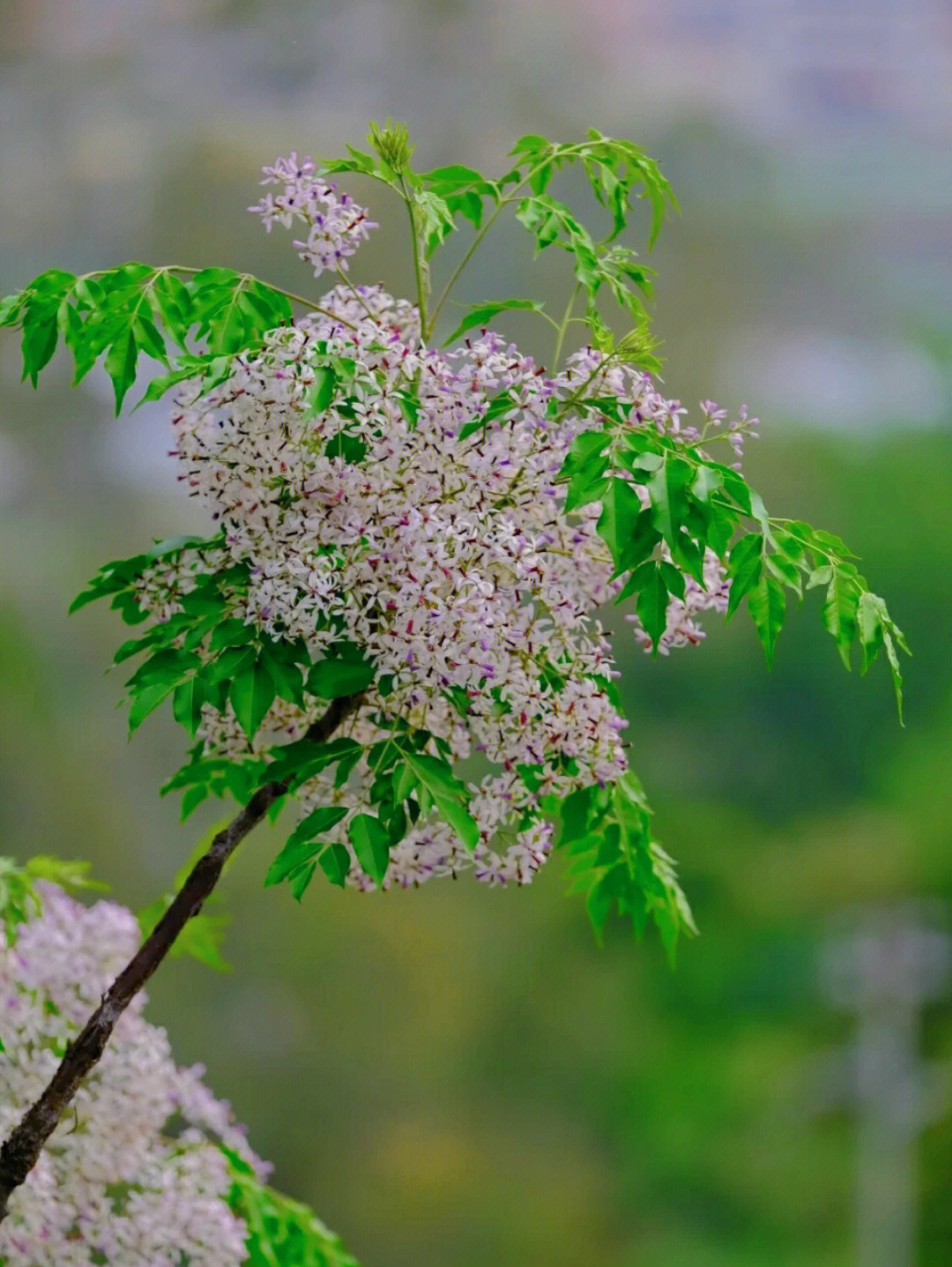 苦楝花