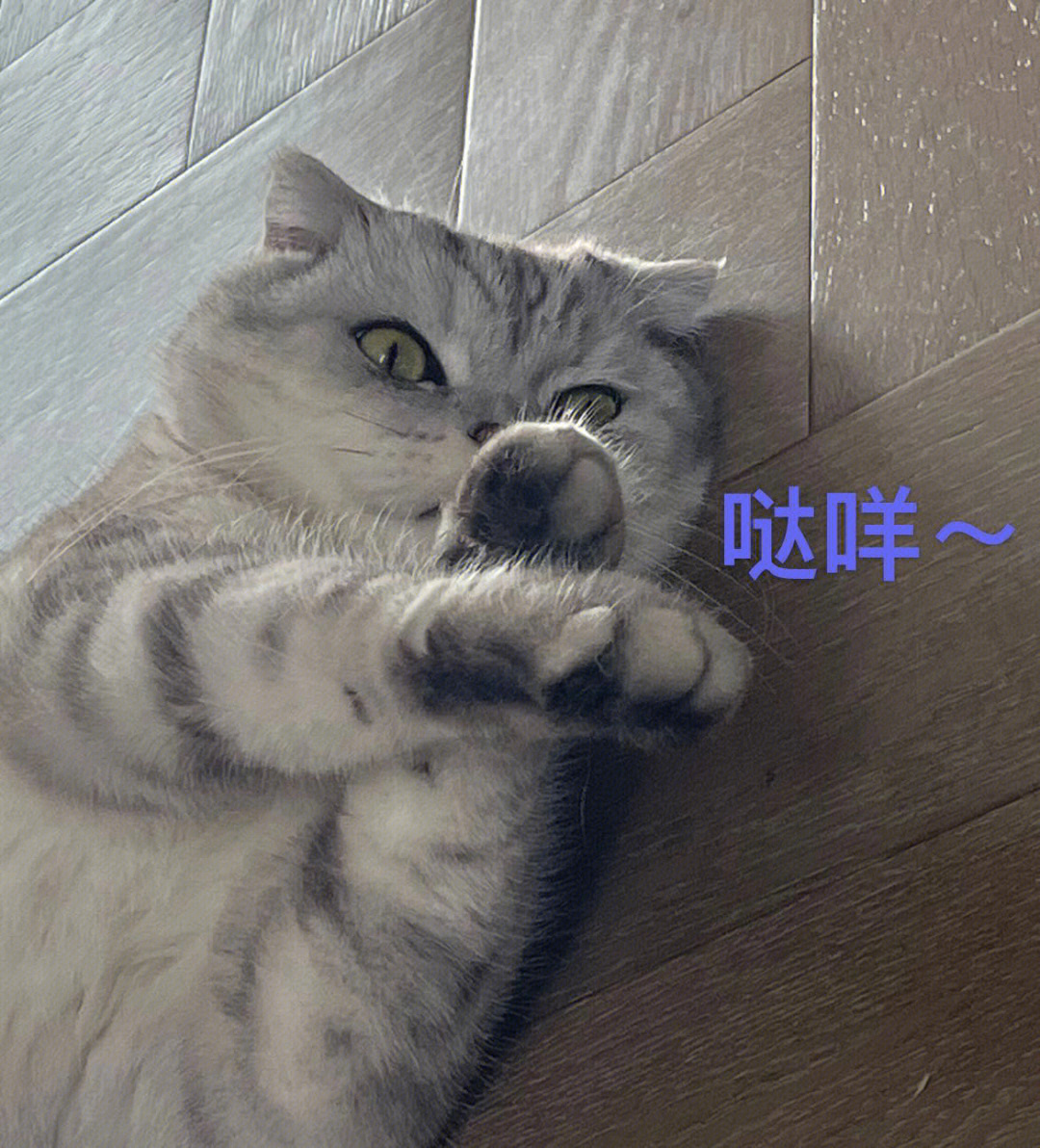 猫咪打咩表情包图片