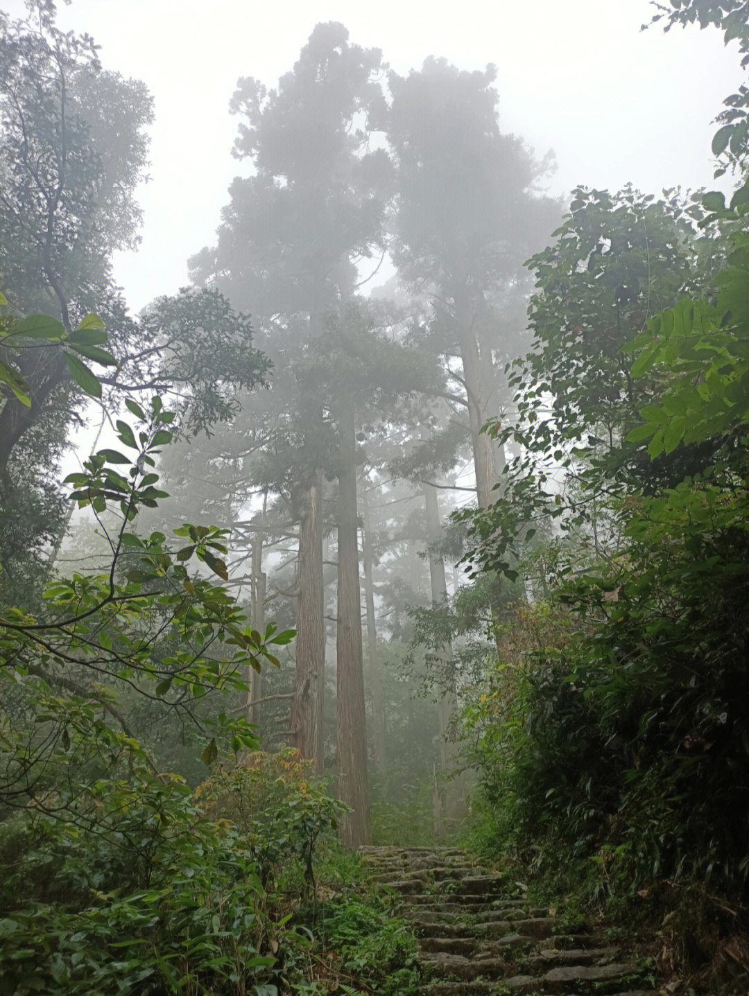 西天目山海拔图片