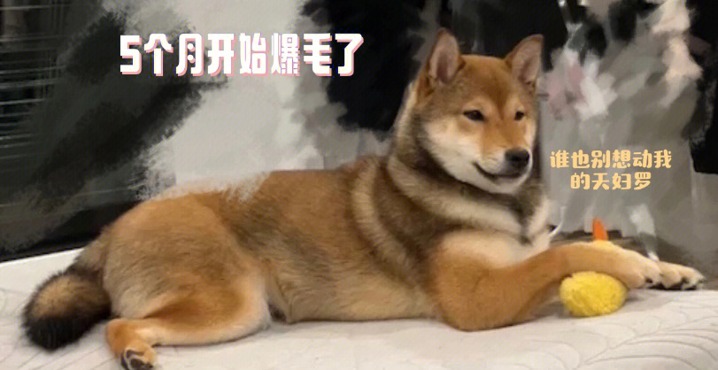 赤色柴犬和胡麻柴犬颜色对比