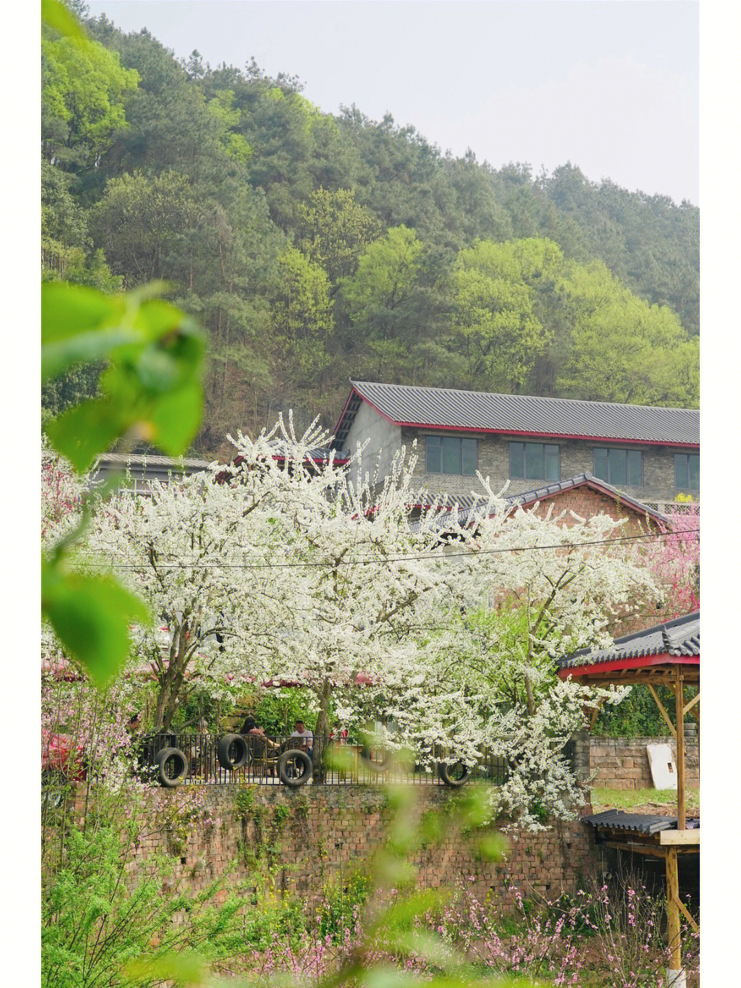 新津梨花村图片