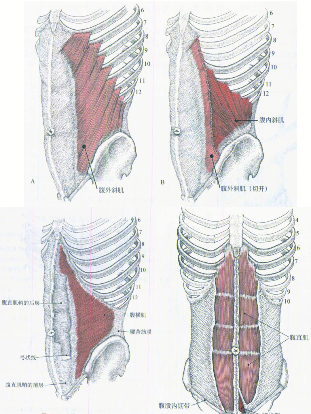 69腹肌