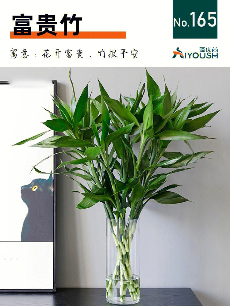 富贵竹植物卡片图片