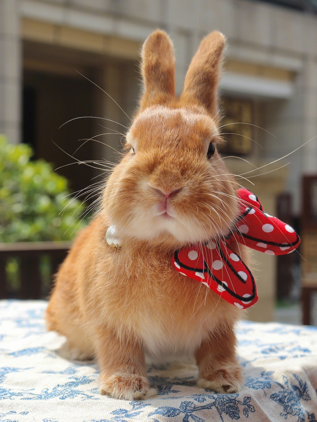 兔兔长大后没有小时候可爱了