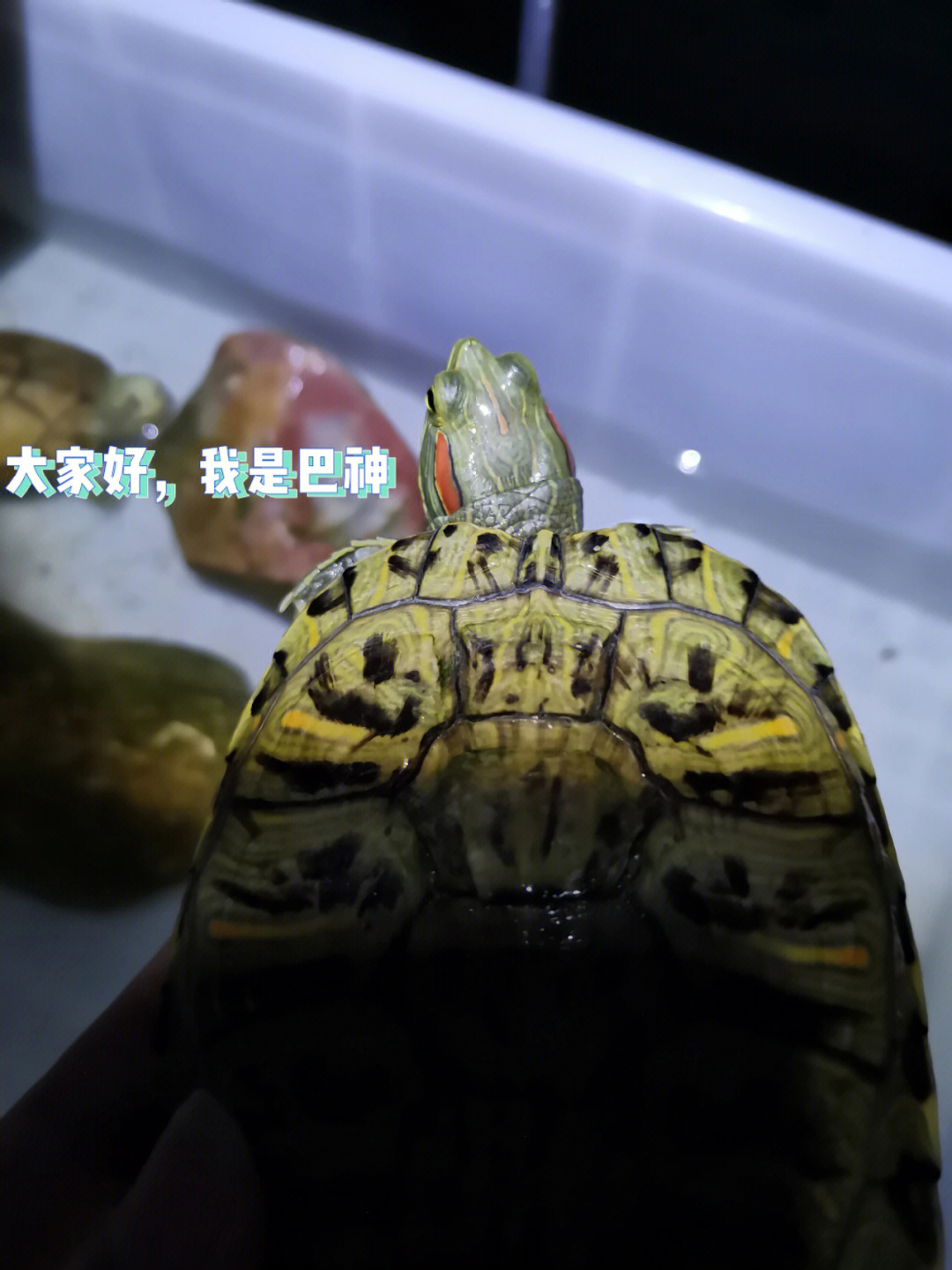 巴西彩龟饲养图片