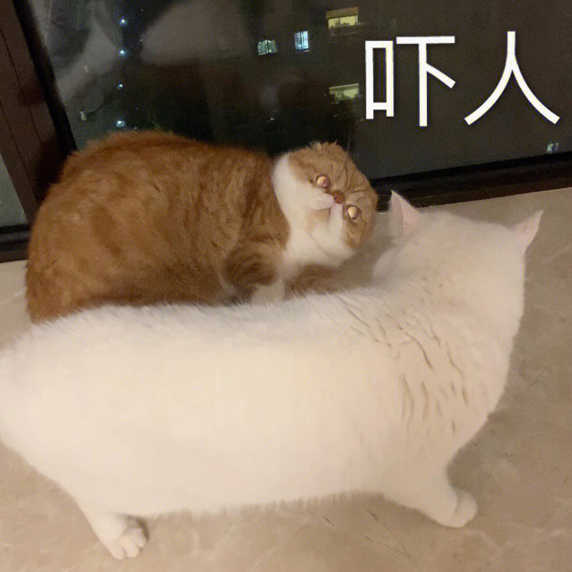 猫吵架的声音图片