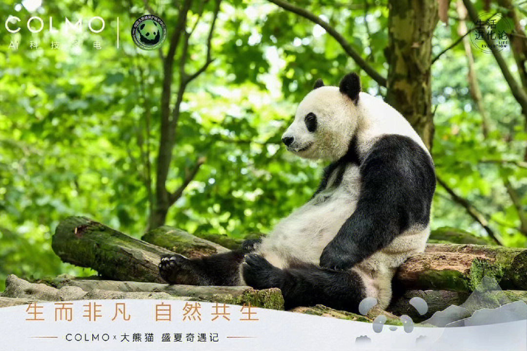 大熊猫香烟绿色图片