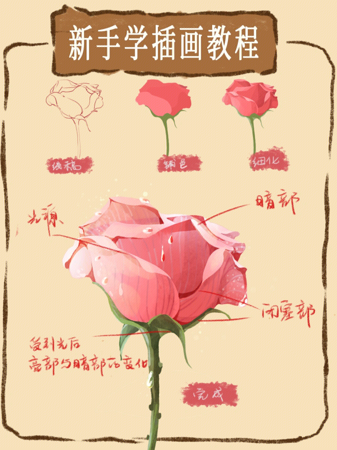 玫瑰花解剖结构图图片