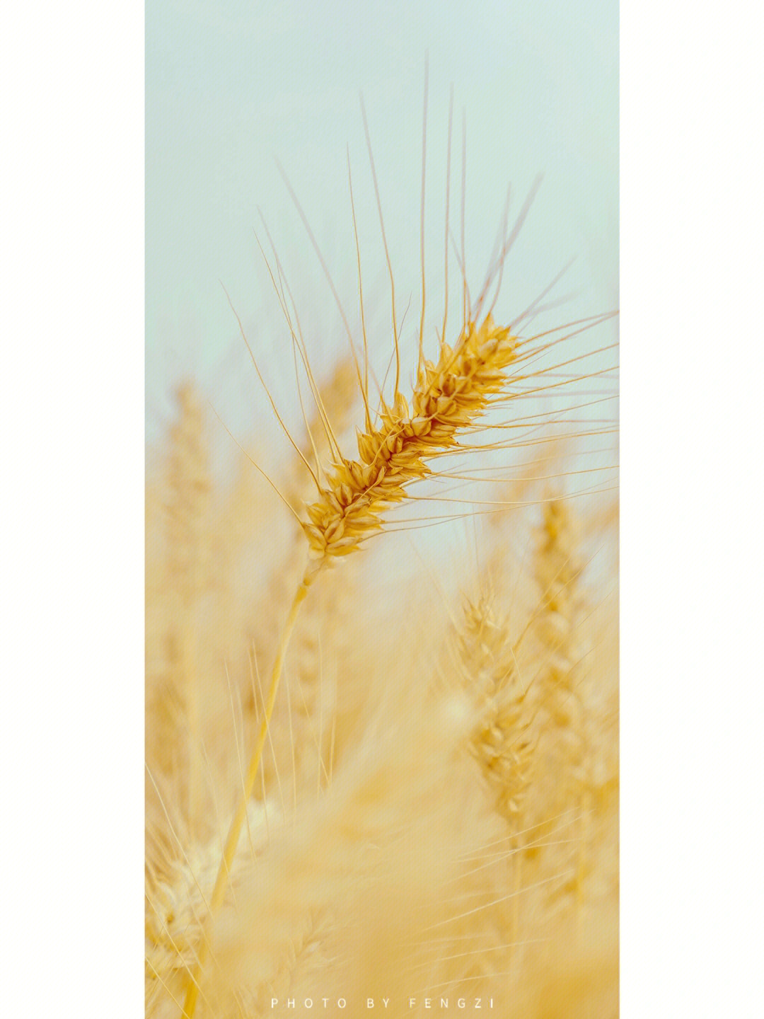 麦子熟了低头的图片图片