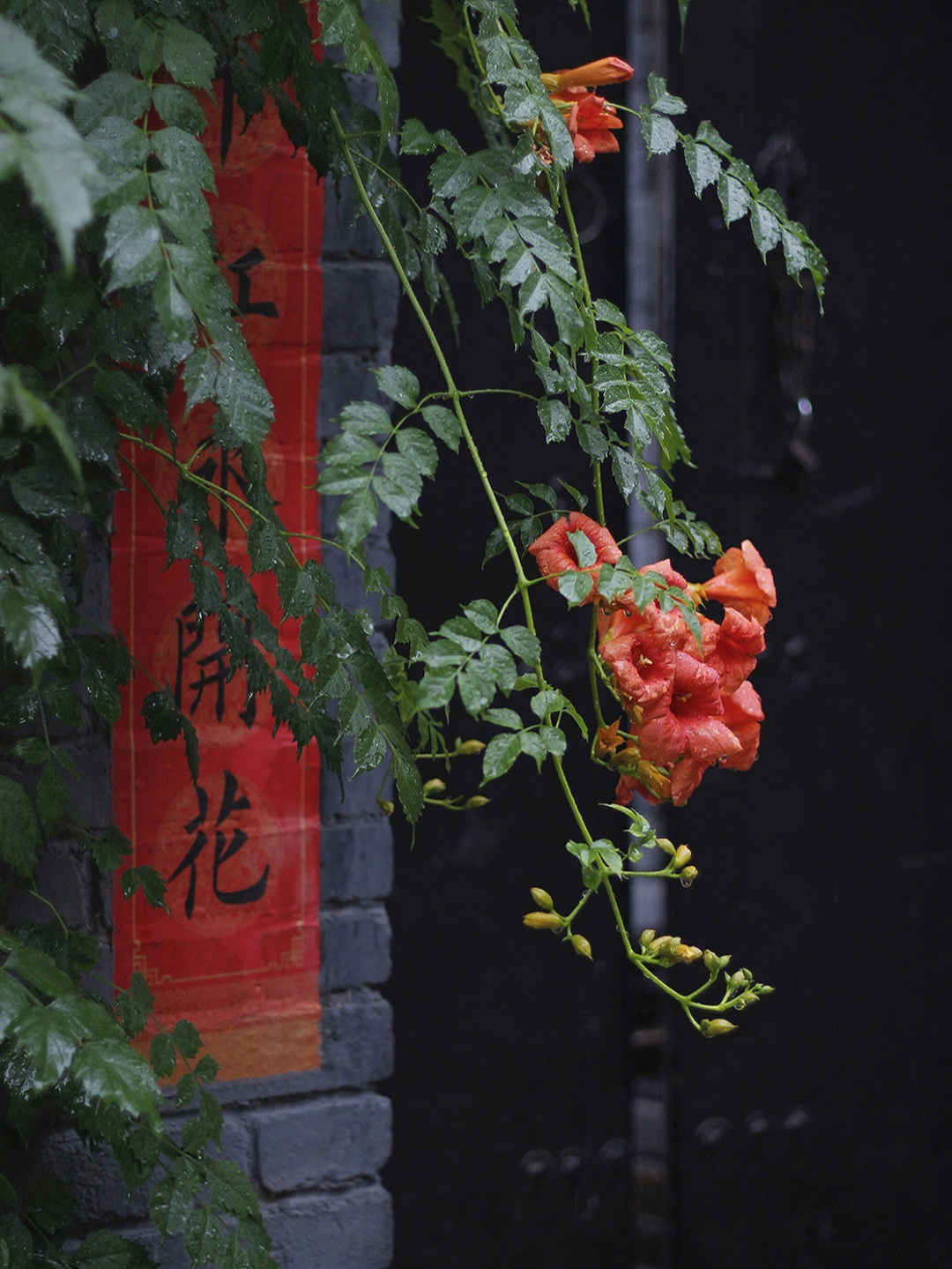 雨后花园图片