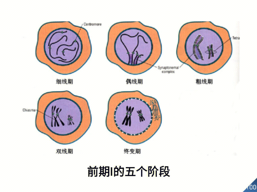 粗线期图片图片