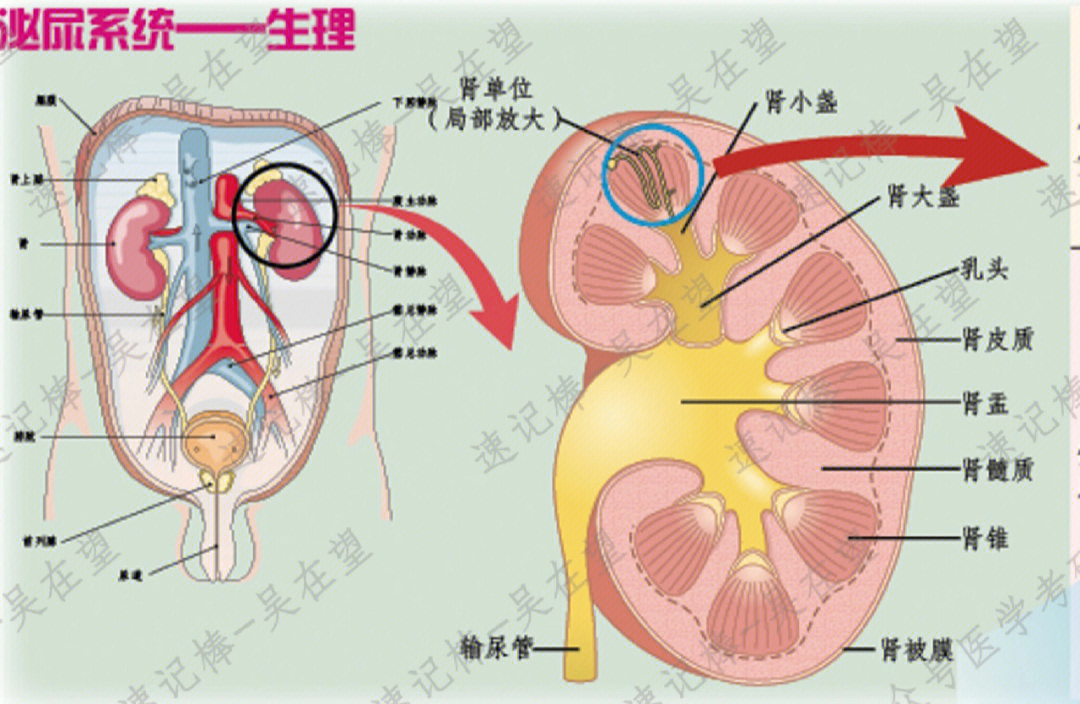 看图秒懂泌尿系统