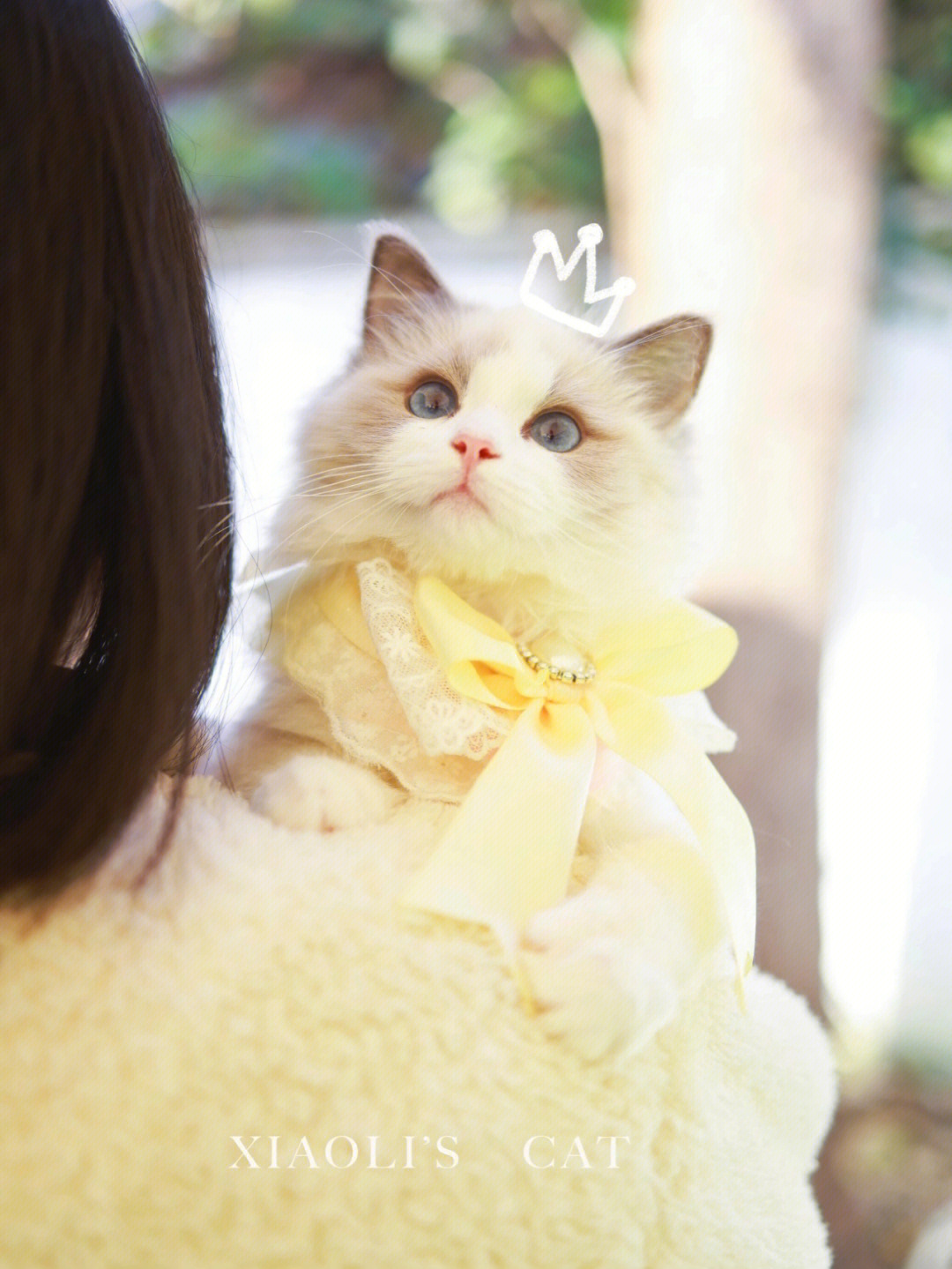 蒜头公主是什么猫图片