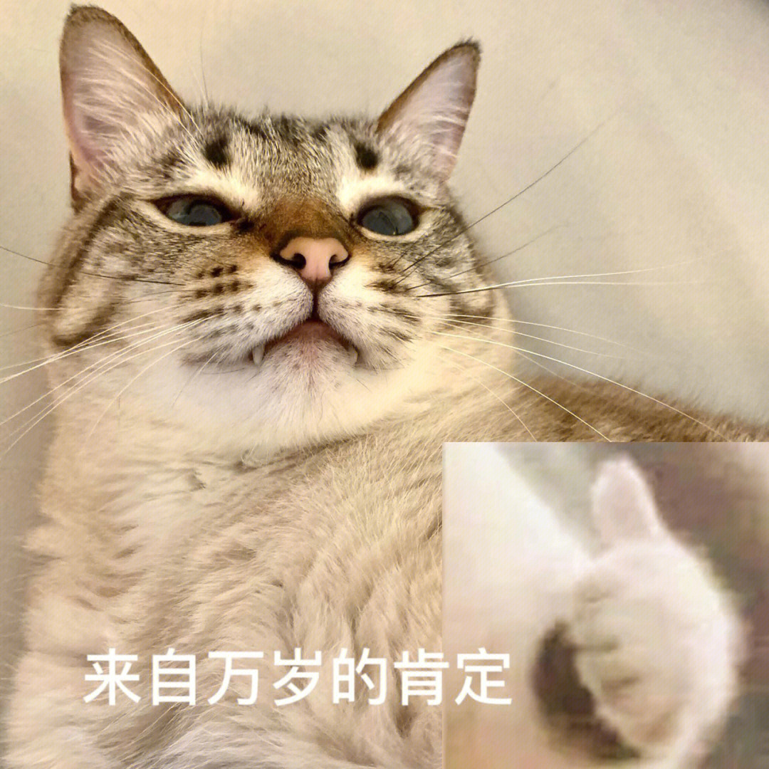 哈哈#虎斑暹罗#暹罗猫#表情包