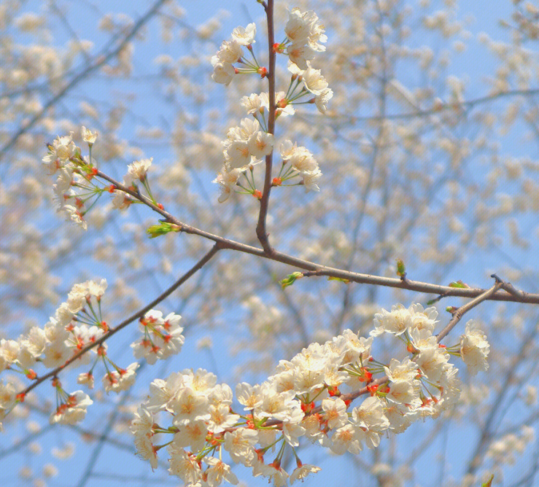 春日樱花