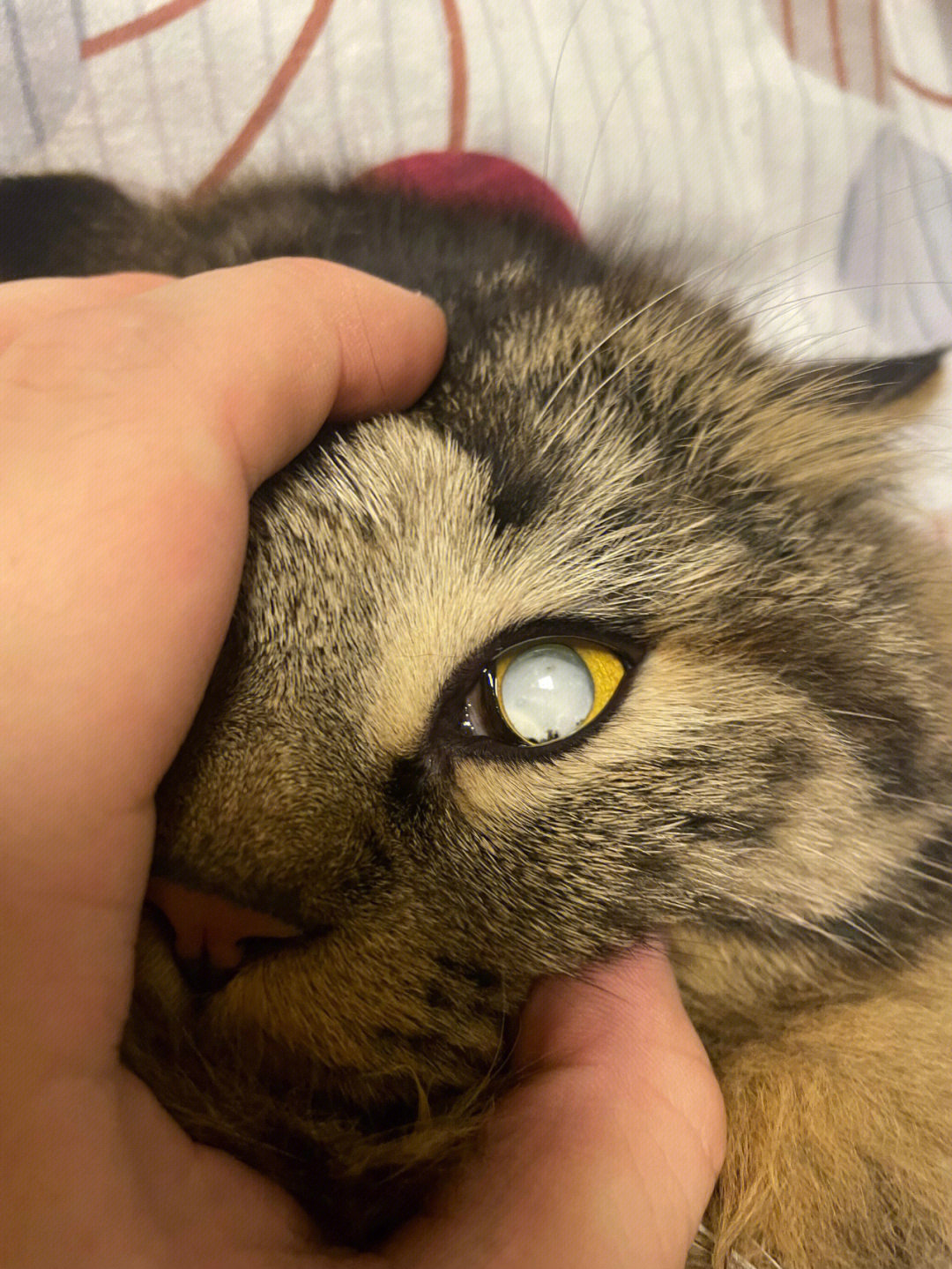 猫咪眼睛正常的样子图片