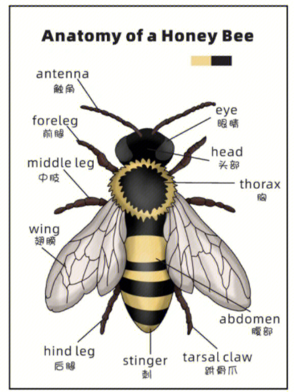 蜜蜂的样子介绍昆虫图片
