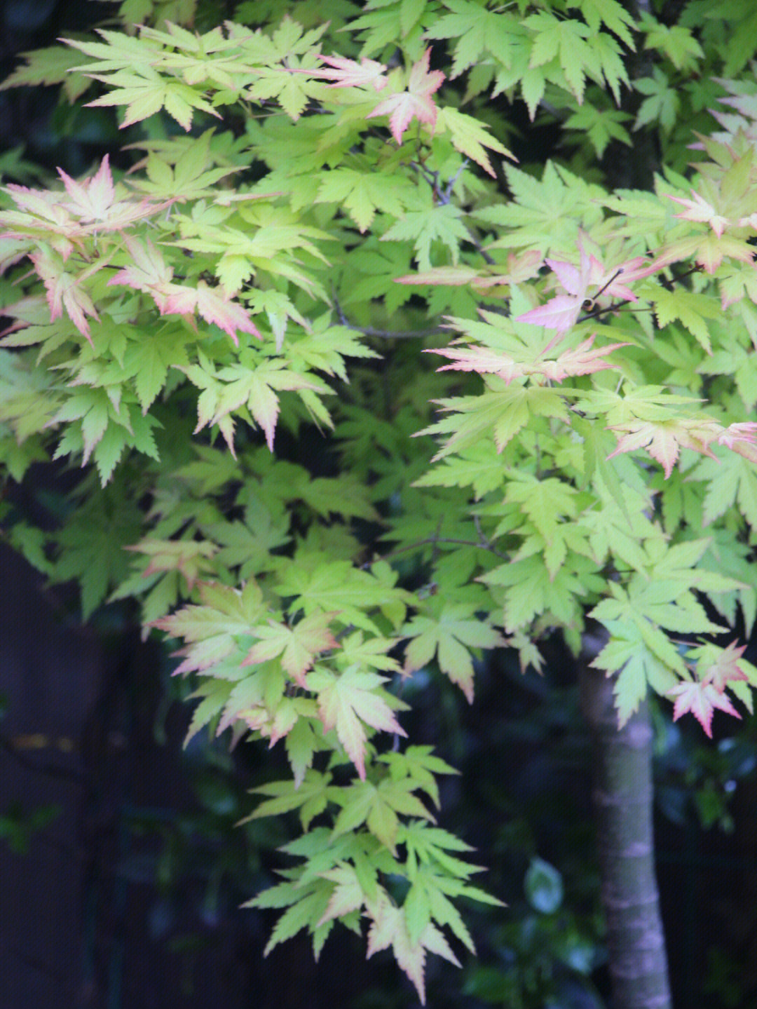 枫树茜空庭院植物苏州花店