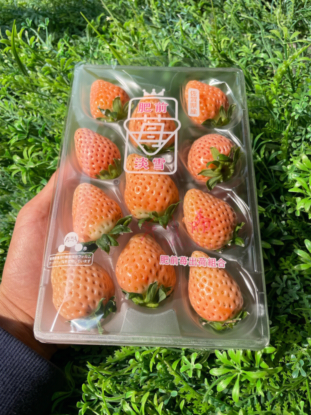 日本淡雪草莓简介图片