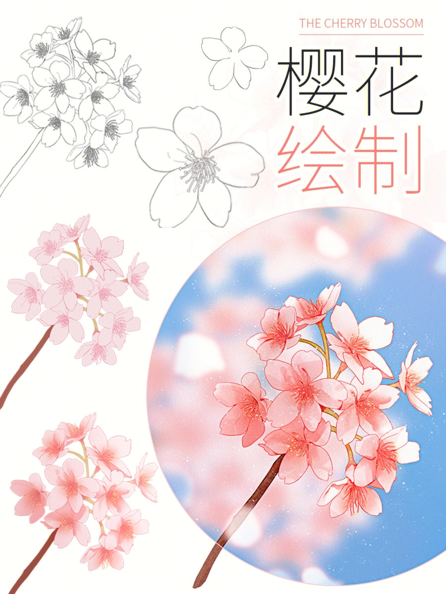 小学生樱花的简单画法图片