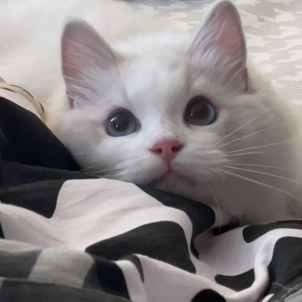 白富美猫猫头图片