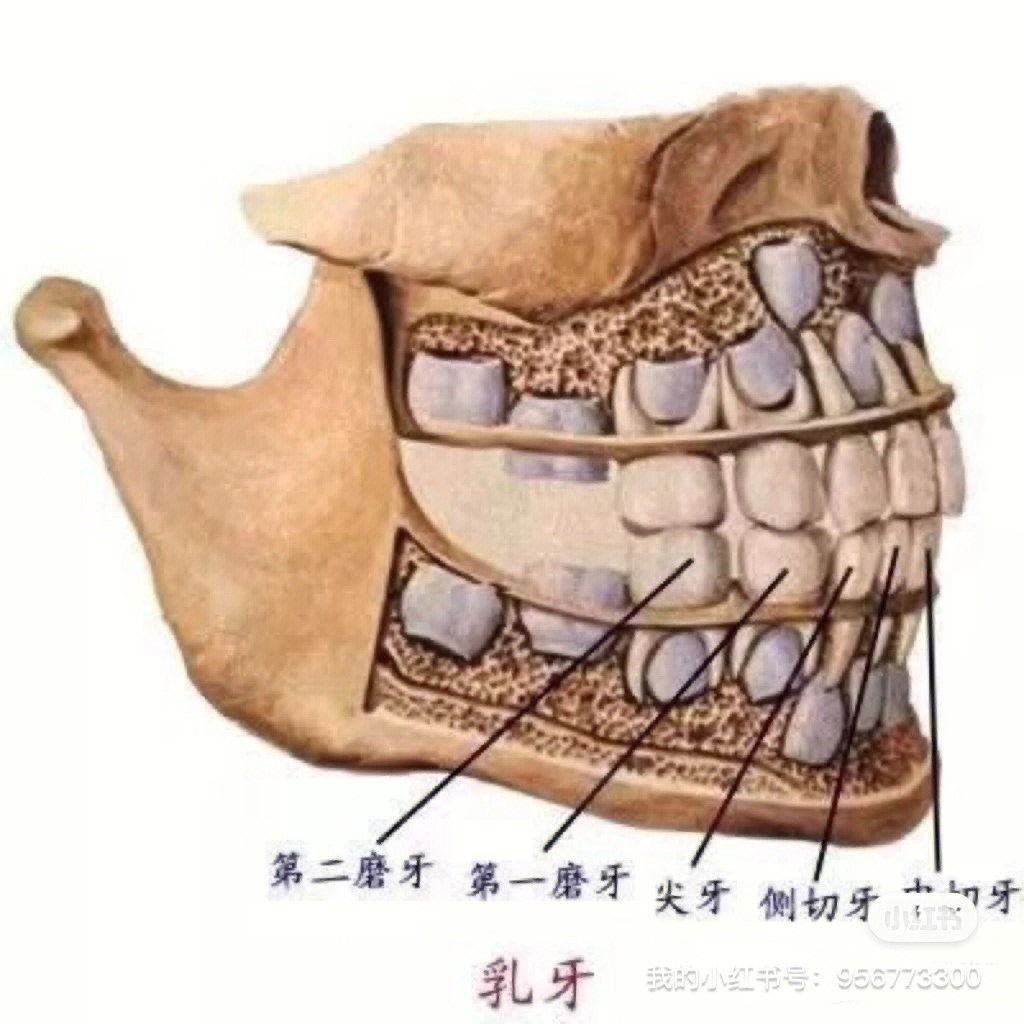第二磨牙的结构图解图片