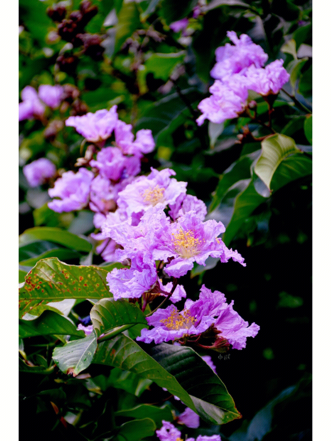 5月紫薇花开的季节
