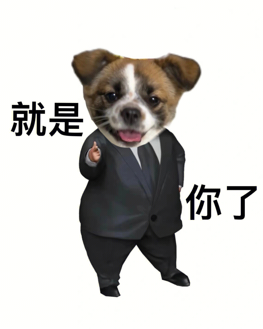 狗狗p图  