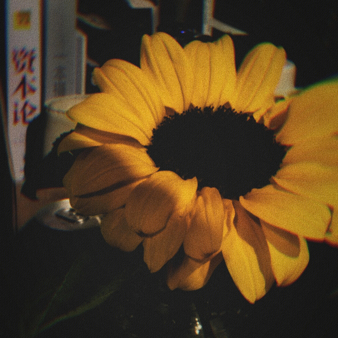 sunflower feelings图片