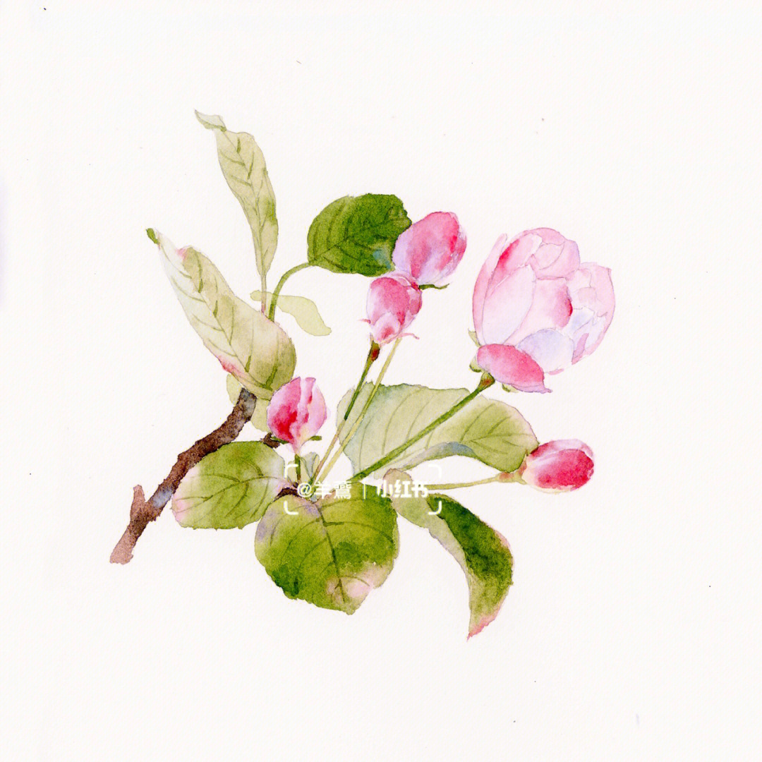 水彩海棠花画法图片