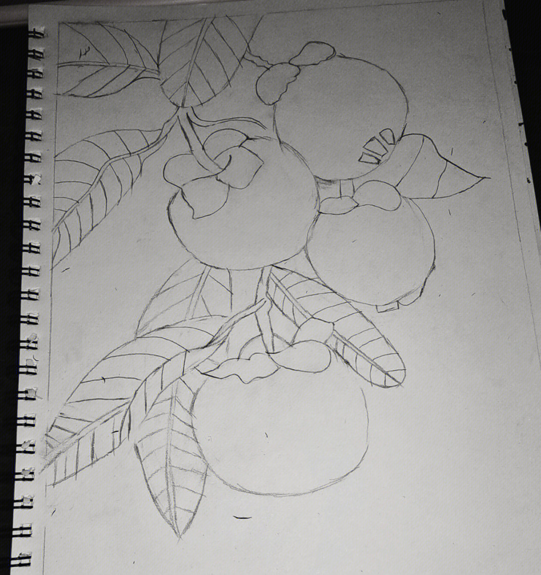 柿子绘画 简笔画图片