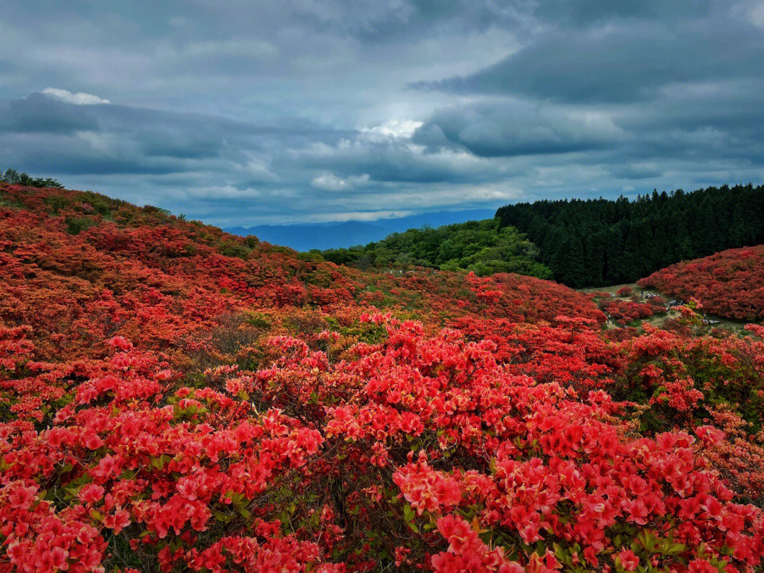 葛城高原杜鹃花