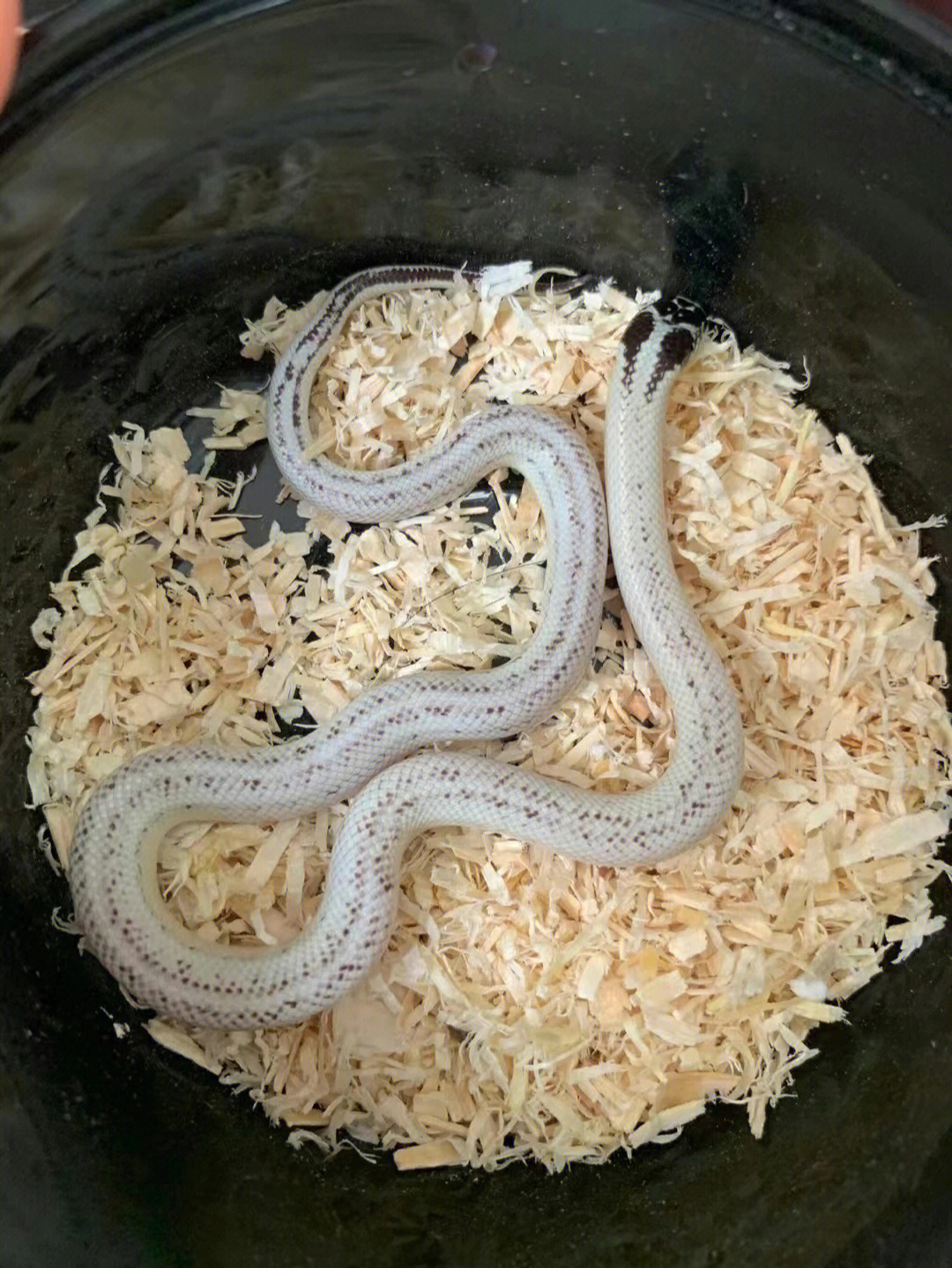 玉米蛇  