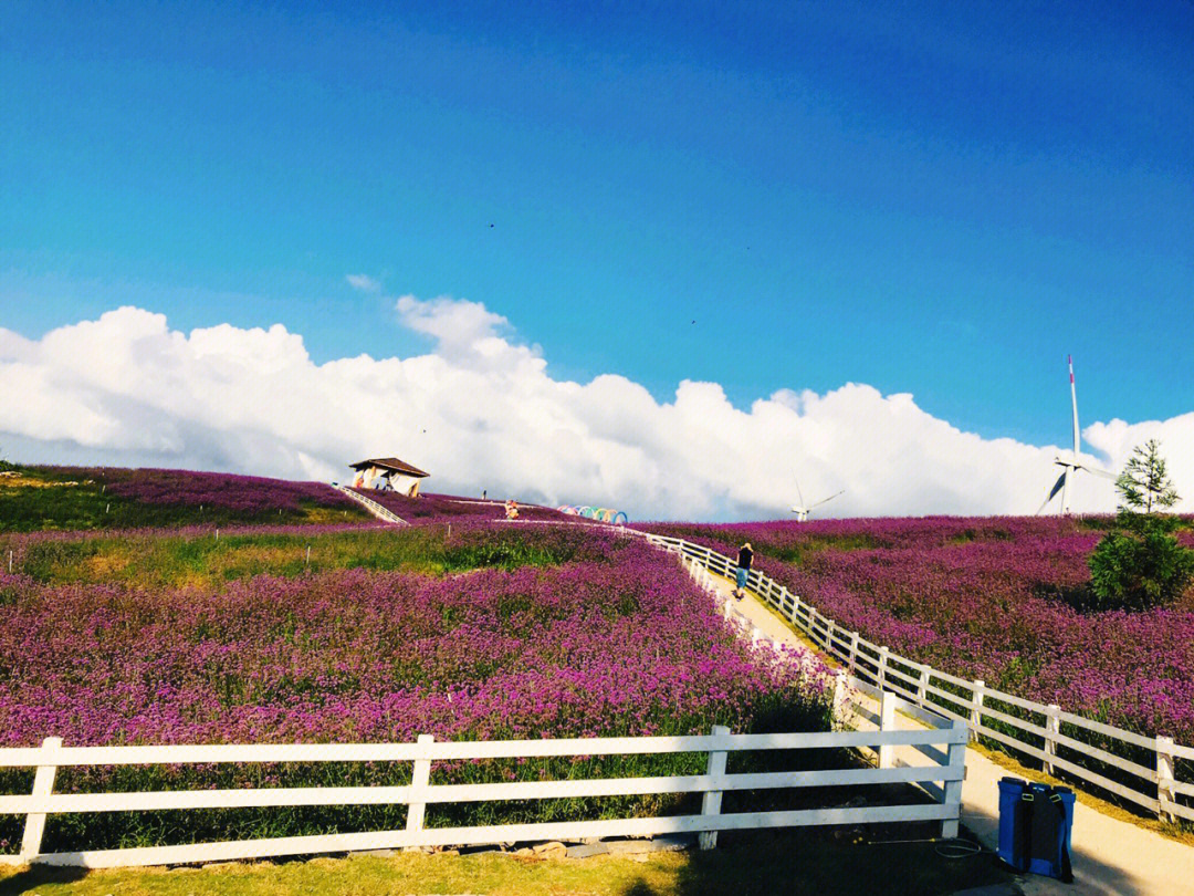 高坡云顶花海