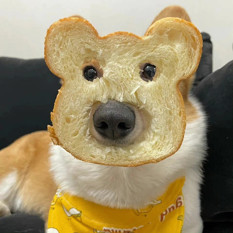 面包狗头像情侣图片