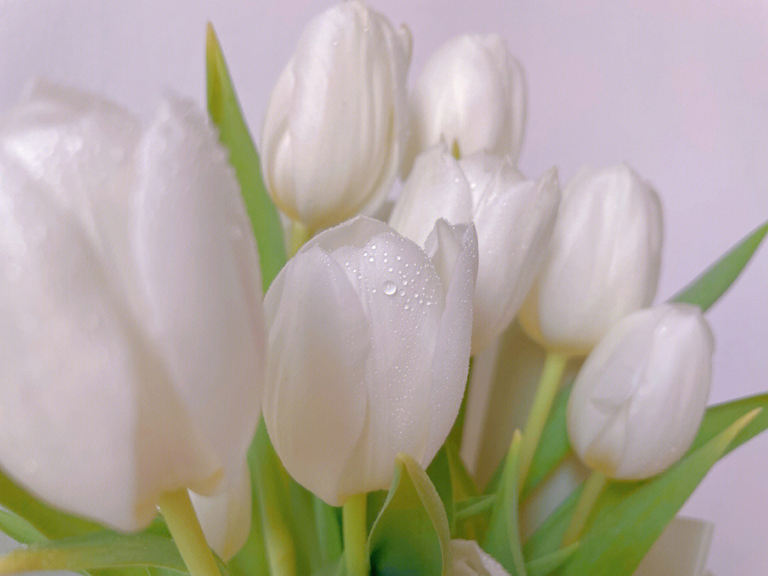 白色郁金香季节图片