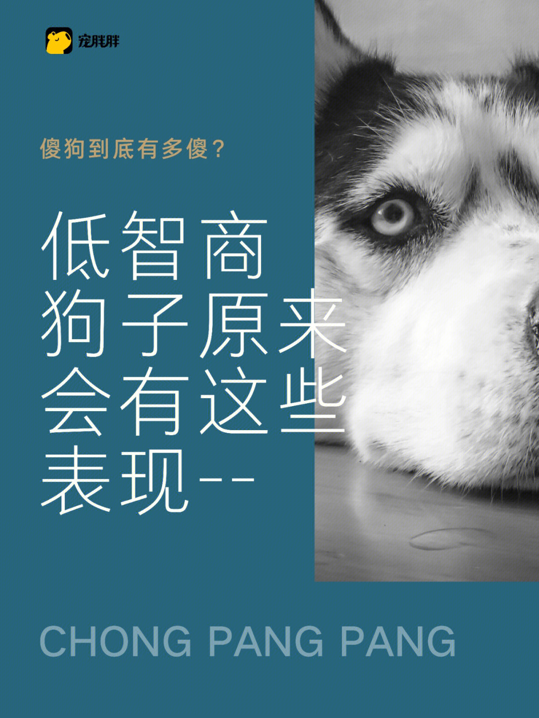 傻狗智商低又怎样63铲屎官还是最爱我