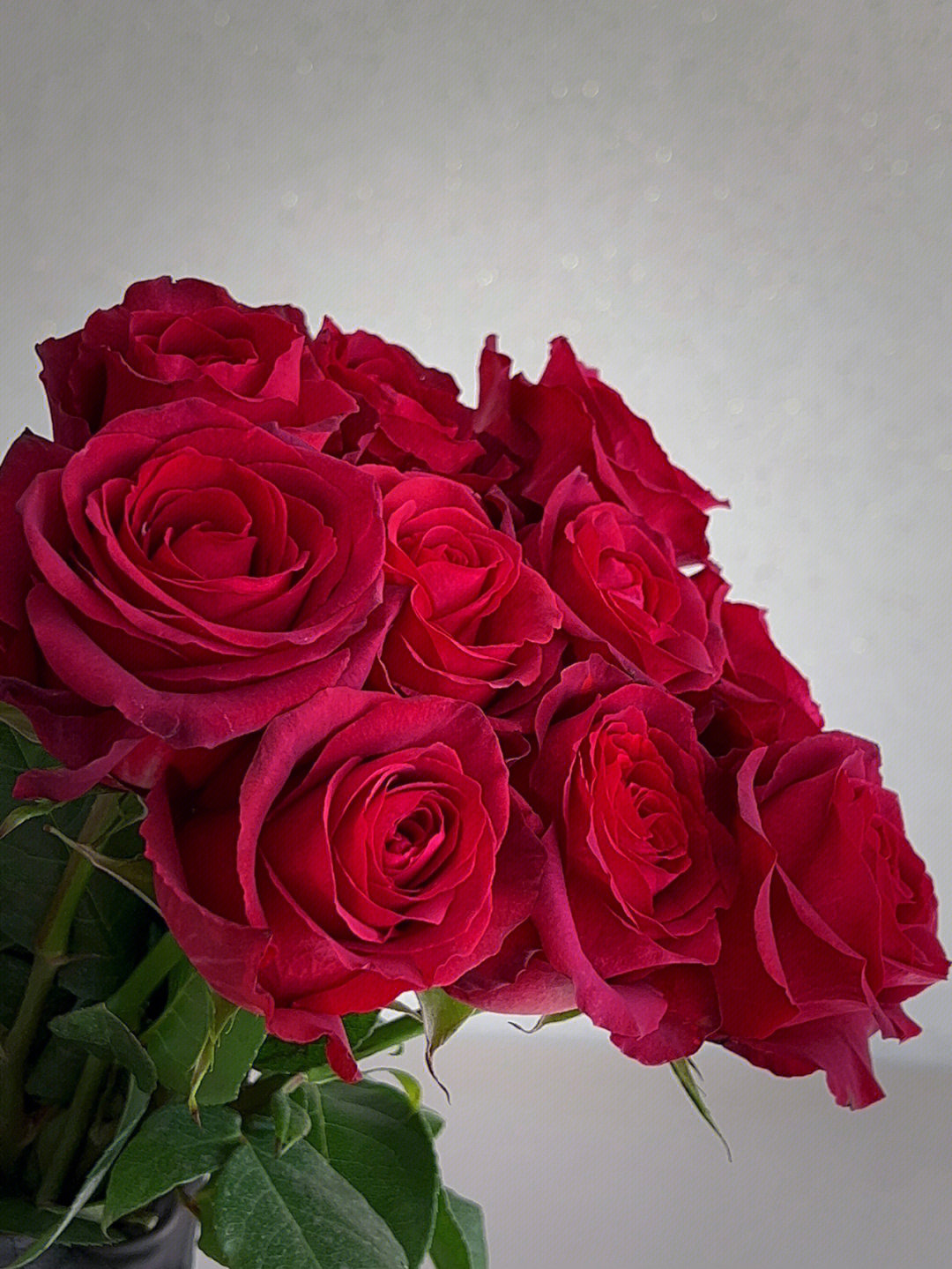 厄瓜多尔初恋玫瑰图片