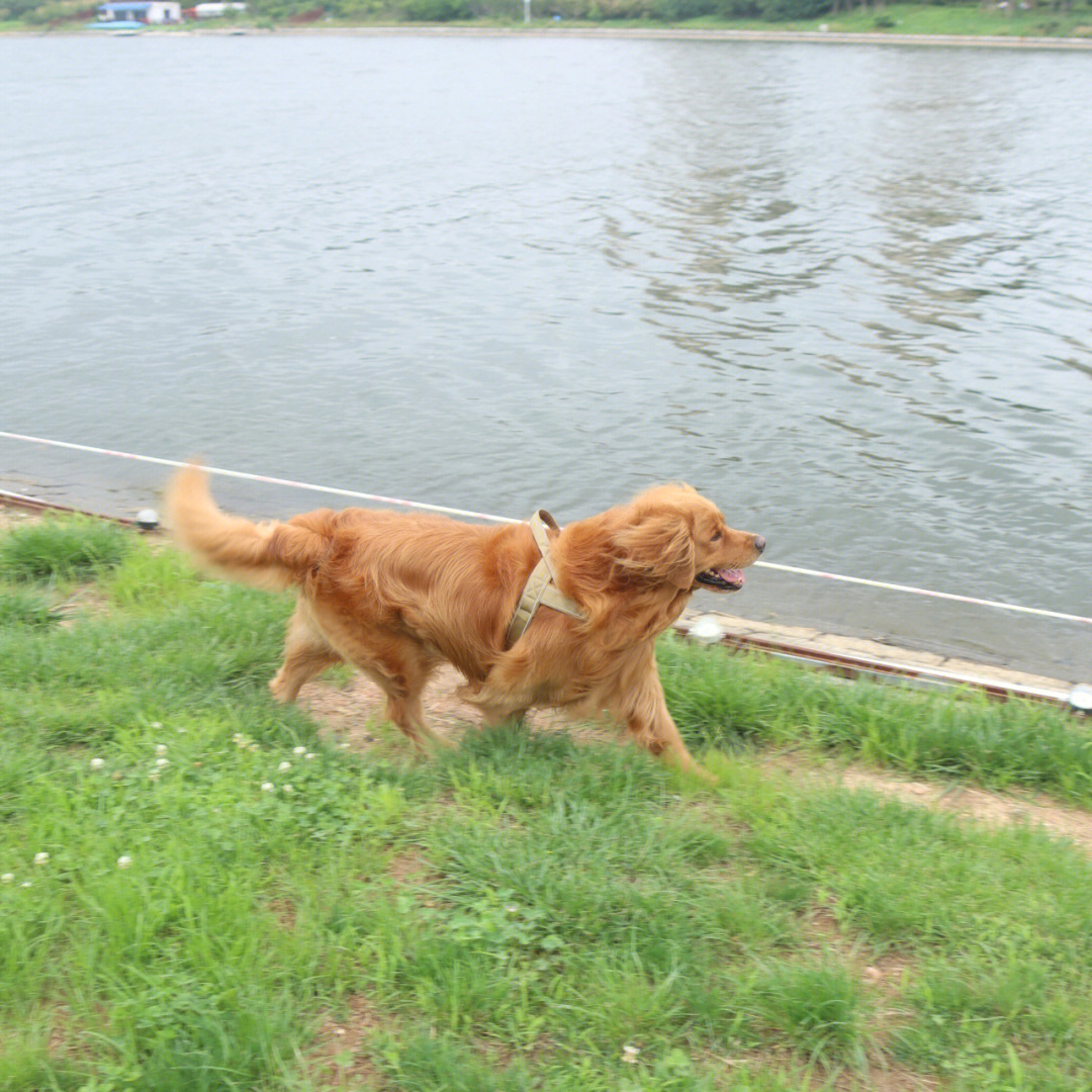 金毛寻回犬拟人图片