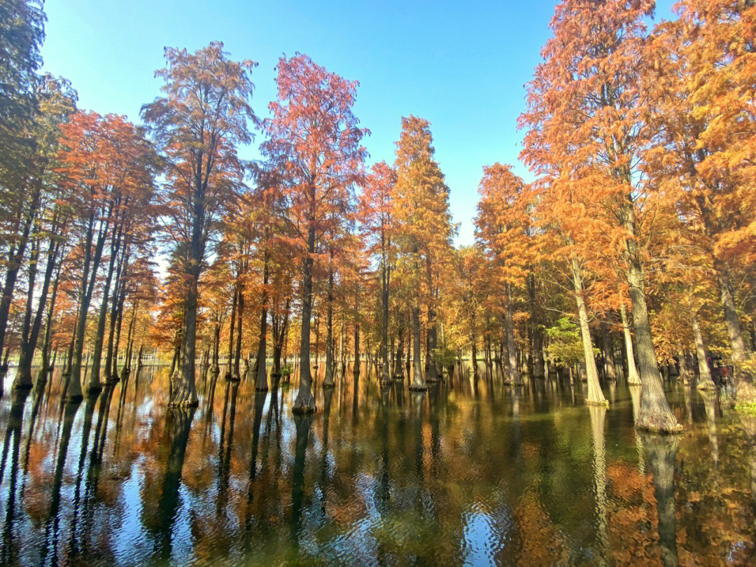 青西郊野公园