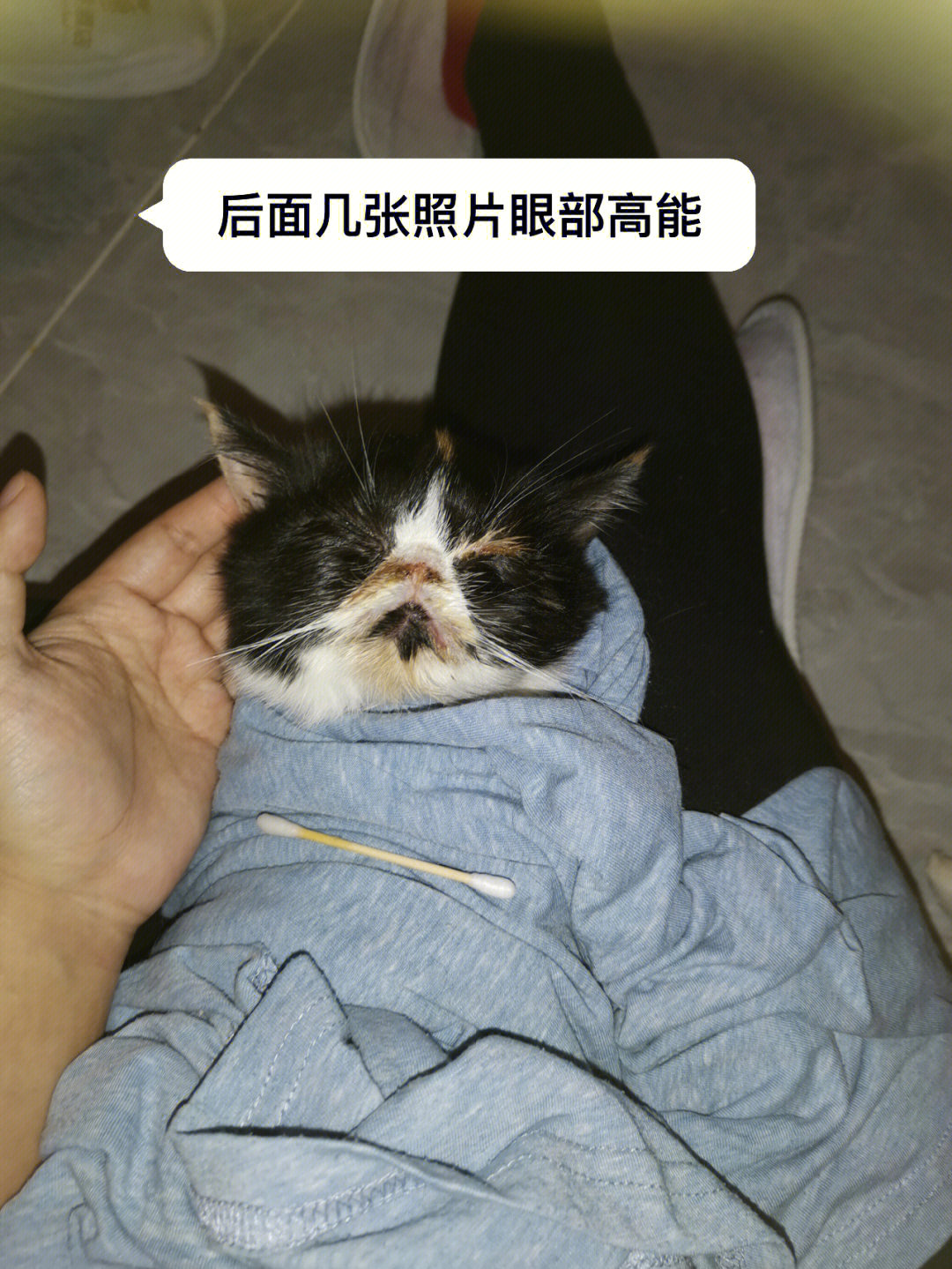 流浪猫杯状求助!
