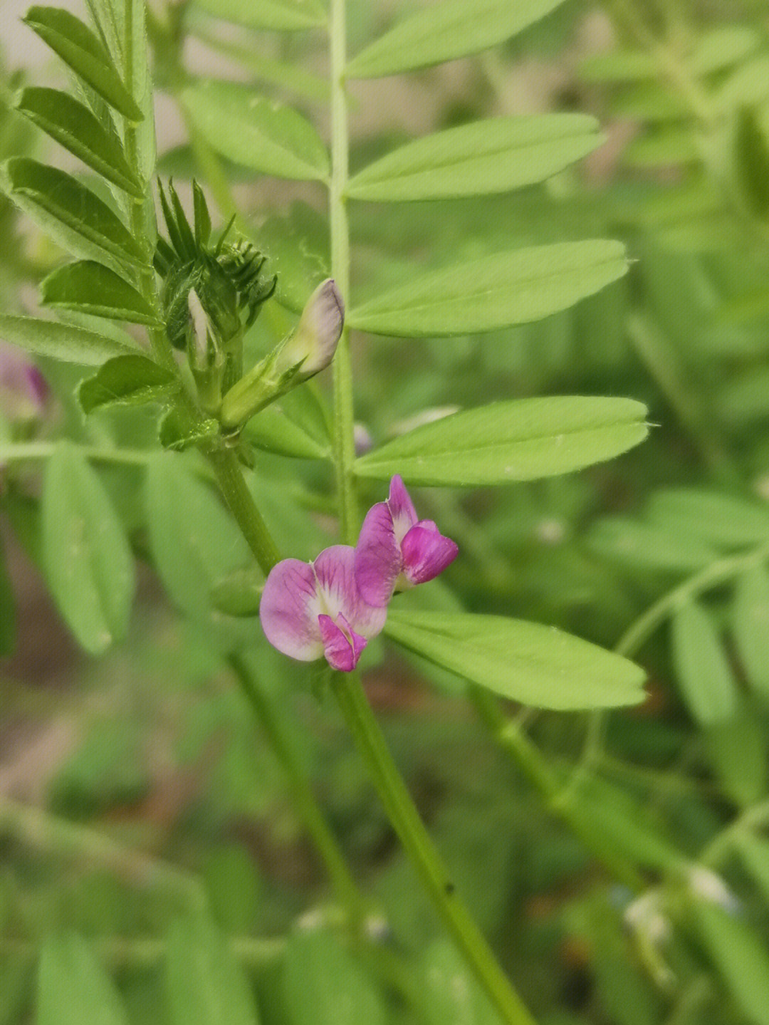 救荒野豌豆