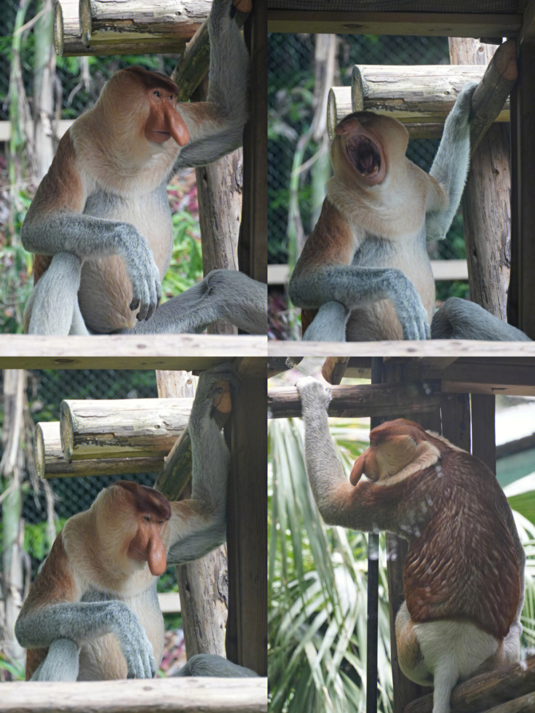 印尼国宝长鼻猴